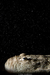 A Stargazer just doing what they do. Pulau Satonda, Indon... by Alex Lindbloom 